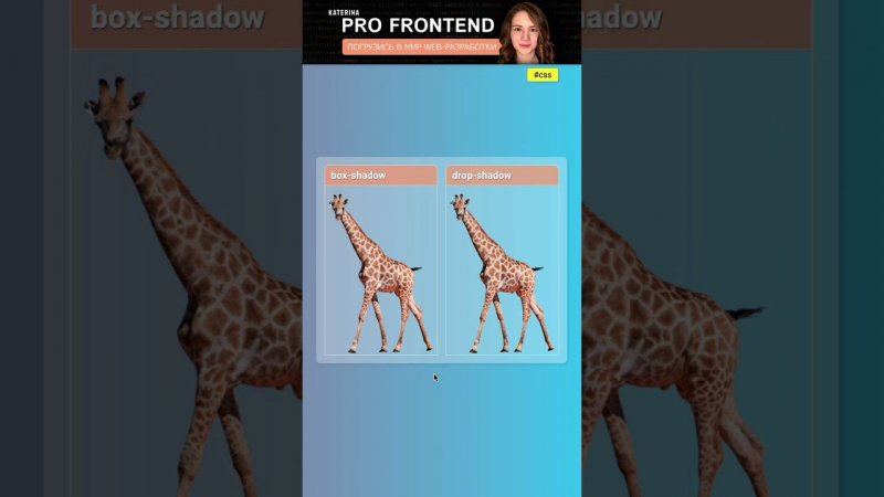box-shadow vs drop-shadow | CSS #css #фронтенд #frontend #frontenddeveloper #coding #webdevelopment
