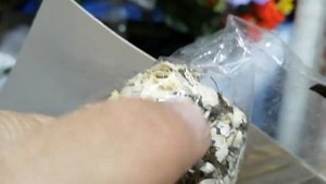 Как правильно выбрать клубни бегонии в магазине?