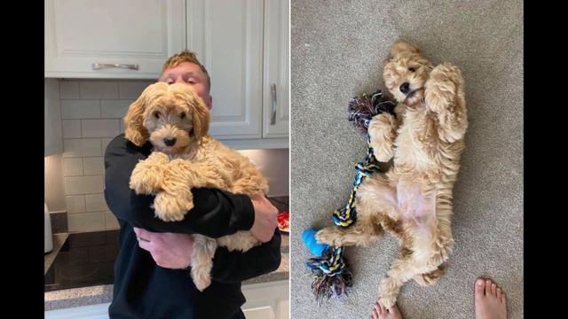 Девушка купила щенка о котором мечтала , но спустя 6 месяцев такого сюрприза никто не мог ожидал смотреть онлайн