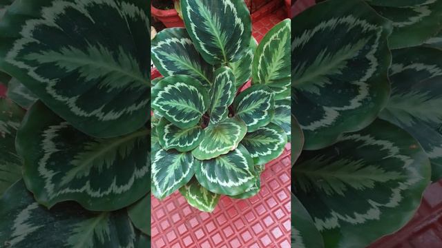 Calathea Plant