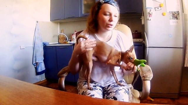 Уши и хвост у Русского той-терьера смотреть онлайн