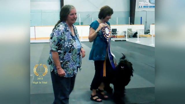 BRT Sadie - tribute to a lifetime with my heart dog смотреть онлайн