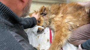 Его пытались ЗАГРЫЗТЬ два ротвейлера. Место в приюте для старой собаки.