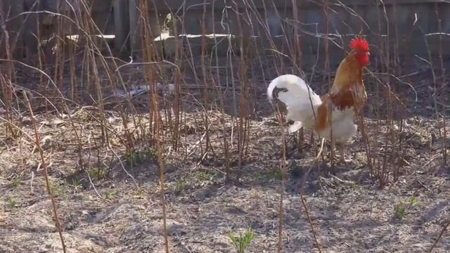 Кую, кую ножку... смотреть онлайн