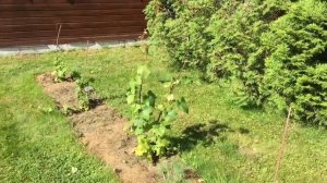 СОРТА ВИНОГРАДОВ | Виноград В Ленинградской Области.