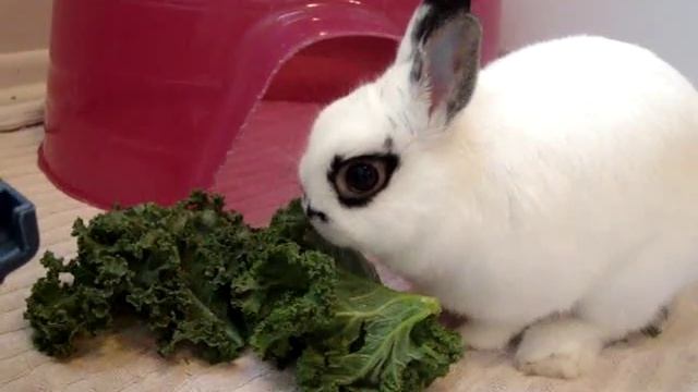 Cloudy - Our Hotot Dwarf Bunny Rabbit смотреть онлайн