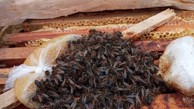 Не переживайте за пропавших пчёл. Племенные работы на пасеке. смотреть онлайн