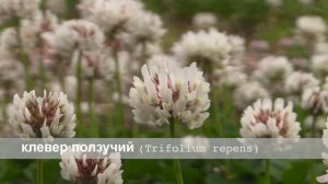 Клевер ползучий
