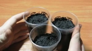 Стрелиция Королевская из семян. Выращивание Стрелиции из семян.
