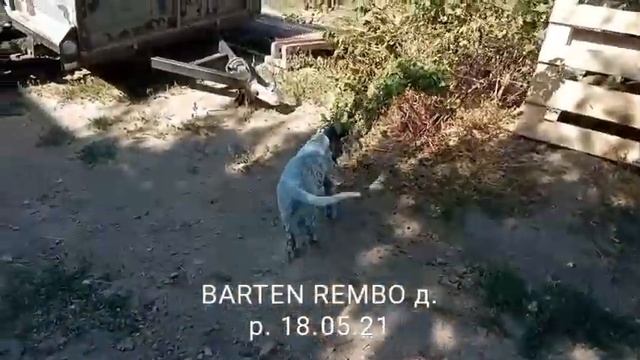 Английский Сеттер щенок кобель свободен для продажи смотреть онлайн