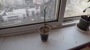 Лимон заболел и опали листья!!! Не стоит паниковать.