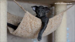 Ориентальный кот