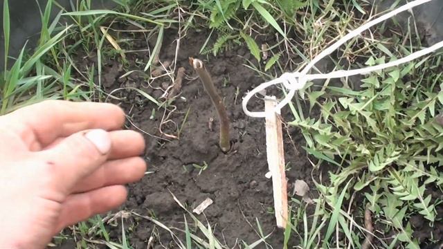 ПАВЛОВНІЯ. Черговий лохотрон??? смотреть онлайн