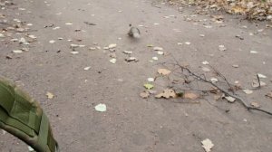 Кормлю Ушастика и других белок