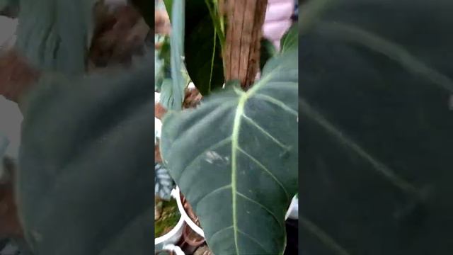 Pesona tanaman hias (philodendron melanocrysum)