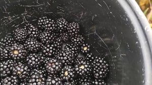 Вошито ежевика, впечатление 2023