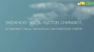 Посадка топинамбура - как правильно посадить топинамбур