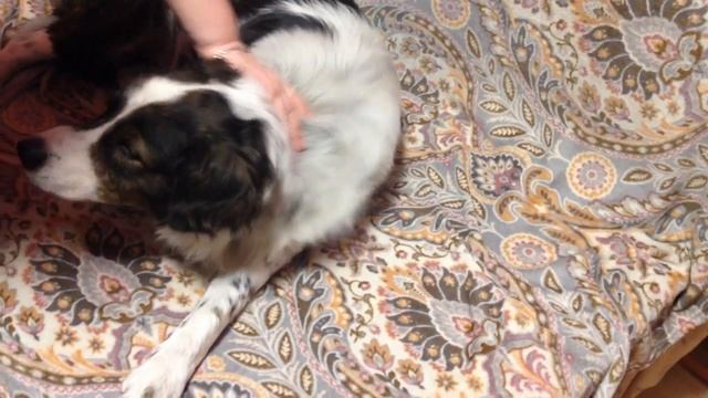 Собака заболела пироплазмозом. смотреть онлайн