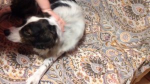 Собака заболела пироплазмозом.