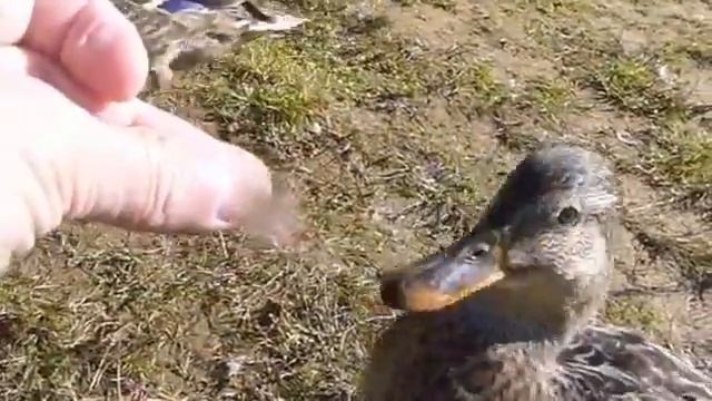 Дикие утки wild ducks смотреть онлайн