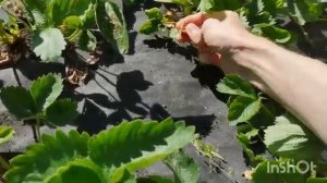 Как ухаживать за клубникой