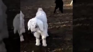 АБОРЕГЕНЫЕ ТОБЕТЫ/КАЗАХСКИЕ ВОЛКОДАВЫ