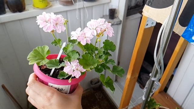 #Пеларгония #зональная #Saga  (#Pelargonium #zonal Saga)