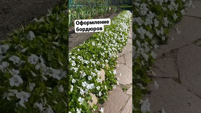 Оформление бордюров май #дача #огород #природа #сад #цветы #flowers