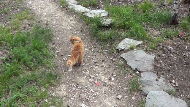 Отшельник.Изба в лесу.Жизнь в одиночестве в тайге.Сезон 2022 год. смотреть онлайн