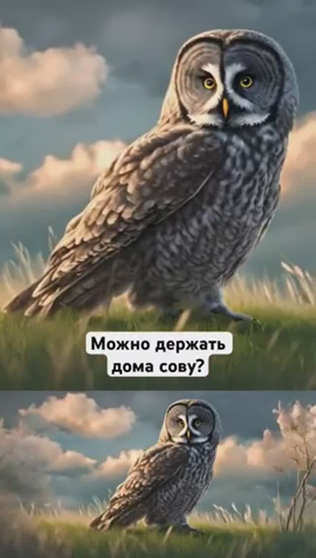 Можно ли держать дома сову?