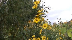 Minnesota Native Plant - Maximilian Sunflower (Helianthus Maximiliani)