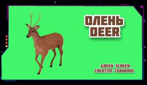 ОЛЕНЬ видео Green Screen футаж. ХРОМАКЕЙ АНИМАЦИЯ на зелёном фоне.