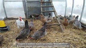 Куры породы Легбар. Содержание зимой в теплице.#курызимойвтеплице#легбар#деревнябеларусь#Belarus