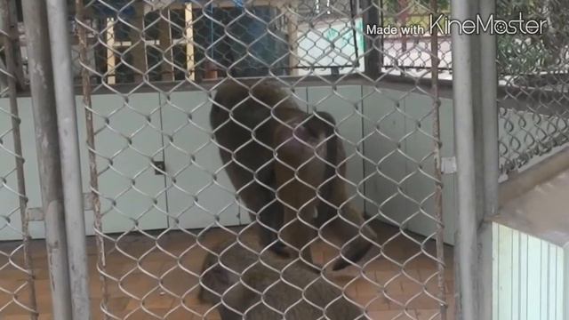 Обезьяний питомник на границе города Сочи смотреть онлайн