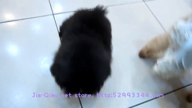 Teacup poodle 948 - Teacup poodle Toy poodle Pocket teacup poodle