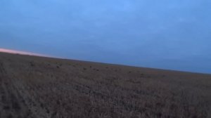 Удачная охота на белолобого гуся 2022.