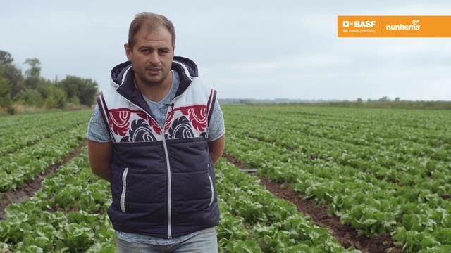 Скороспелый сорт айсберга - Рокин (Nunhems, BASF)