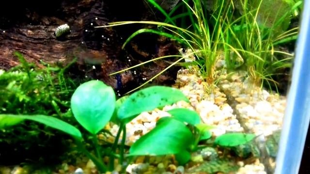 Эпиплатис факельный (Epiplatys Annulatus)или щучка клоун