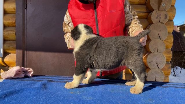 +79157787787.Кобель 1- точка на лбу.1,5 мес.От Фаер*Бусинка Буля.По БУЛЬДОЗЕРУ,ТОПАЗУ.САО/алабай.РК смотреть онлайн