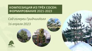 Формирование композиции из трех сосен: 2021-2023
