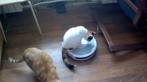 Кошка и робот-пылесос