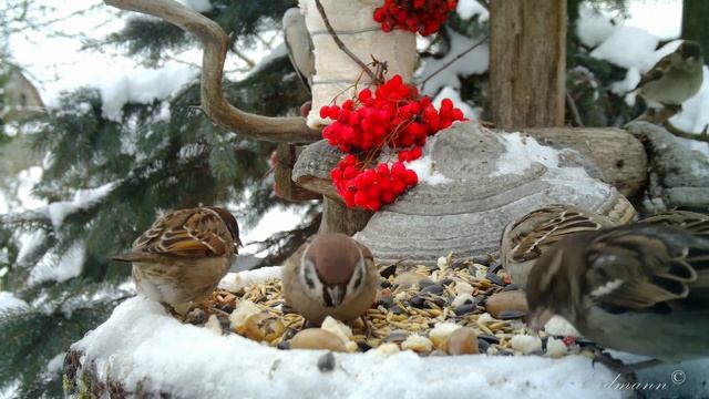 Зима 2022-2023. ПТИЦЫ НА КОРМУШКЕ -5 смотреть онлайн