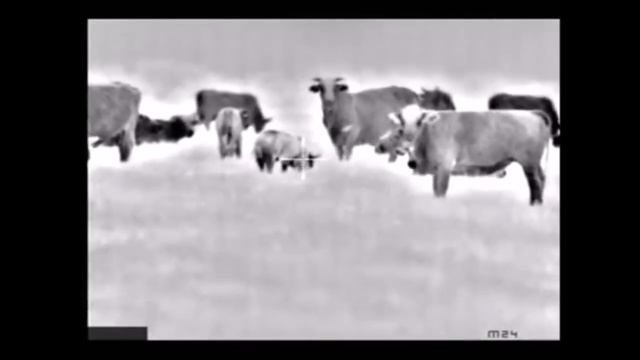 Животные в тепловизор