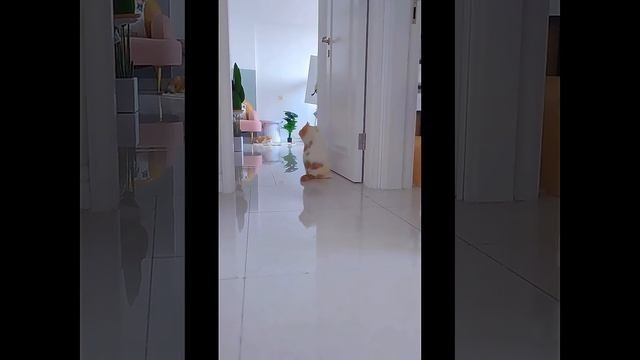 Интерактивная игрушка для животных