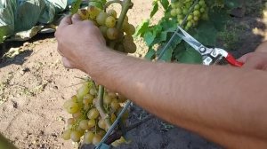 Обзор ультра ранних и ранних сортов винограда