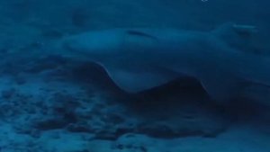 Аделинка и Матвей играют с морскими обитателями.Развивающие видео для детей