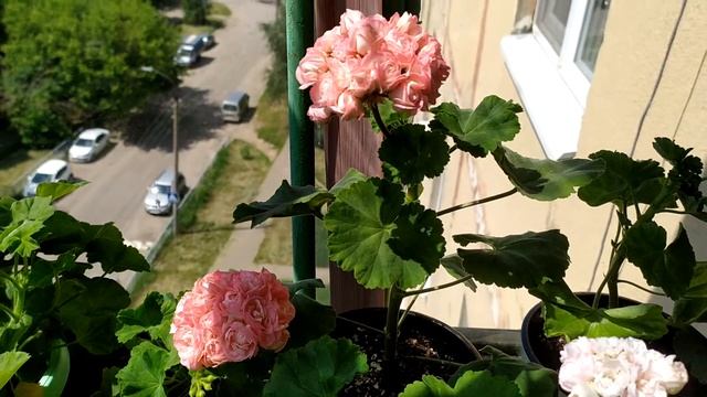 Сравним двух сестренок: Denise и Fishers appleblossom смотреть онлайн