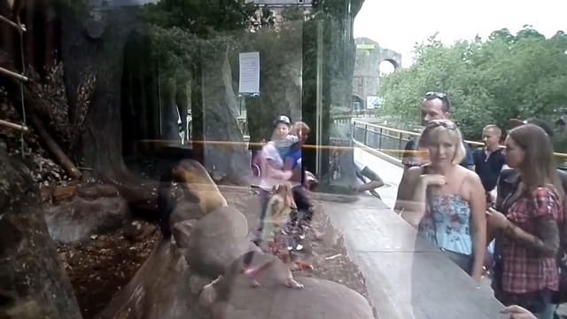 Московский зоопарк Май 2014 смотреть онлайн
