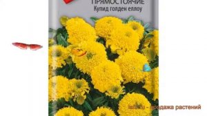 Бархатцы прямостоячая Купид голден еллоу ? обзор: как сажать, семена бархатцев Купид голден еллоу