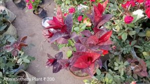 Biggest Flower Plants Market In Kolkata | Flower Plants At Wholesale Prices | Talahaat